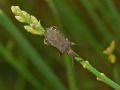 Bothrostethus annulipes